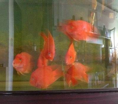 森森牌魚缸最新款一米二的（森森1.2米魚缸產品,森森牌魚缸最新款一米二的） 森森牌魚缸最新款一米二的（森森1.2米魚缸產品,森森牌魚缸最新款一米二的） 魚缸百科 第5張