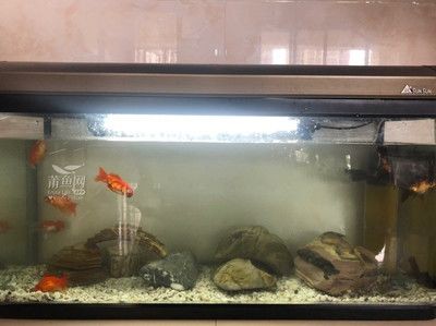 森森牌魚缸最新款一米二的（森森1.2米魚缸產品,森森牌魚缸最新款一米二的） 森森牌魚缸最新款一米二的（森森1.2米魚缸產品,森森牌魚缸最新款一米二的） 魚缸百科 第4張
