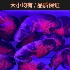 地圖魚一只多少元