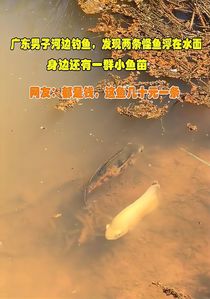 地圖魚一只多少元