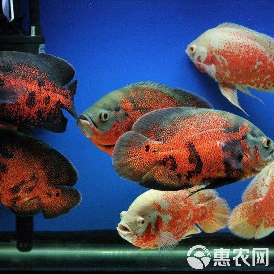 地圖魚一只多少元