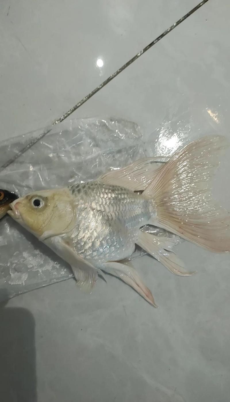 蝴蝶鯉臨終前三天表現