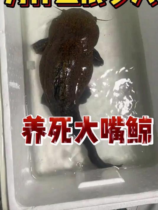 大嘴鯨為什么貴