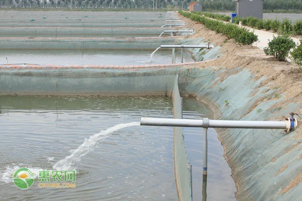 淡水魚飼料配方表 淡水魚飼料配方表 龍魚論壇 第1張