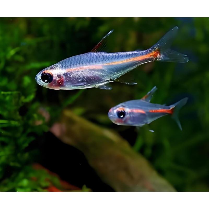 燈魚壽命一覽表 燈魚壽命一覽表 龍魚論壇 第2張