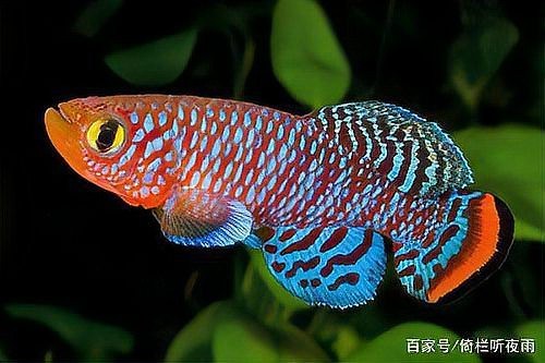燈魚壽命一覽表 燈魚壽命一覽表 龍魚論壇 第3張