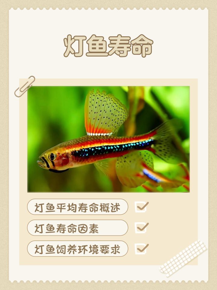 燈魚壽命一覽表 燈魚壽命一覽表 龍魚論壇 第6張