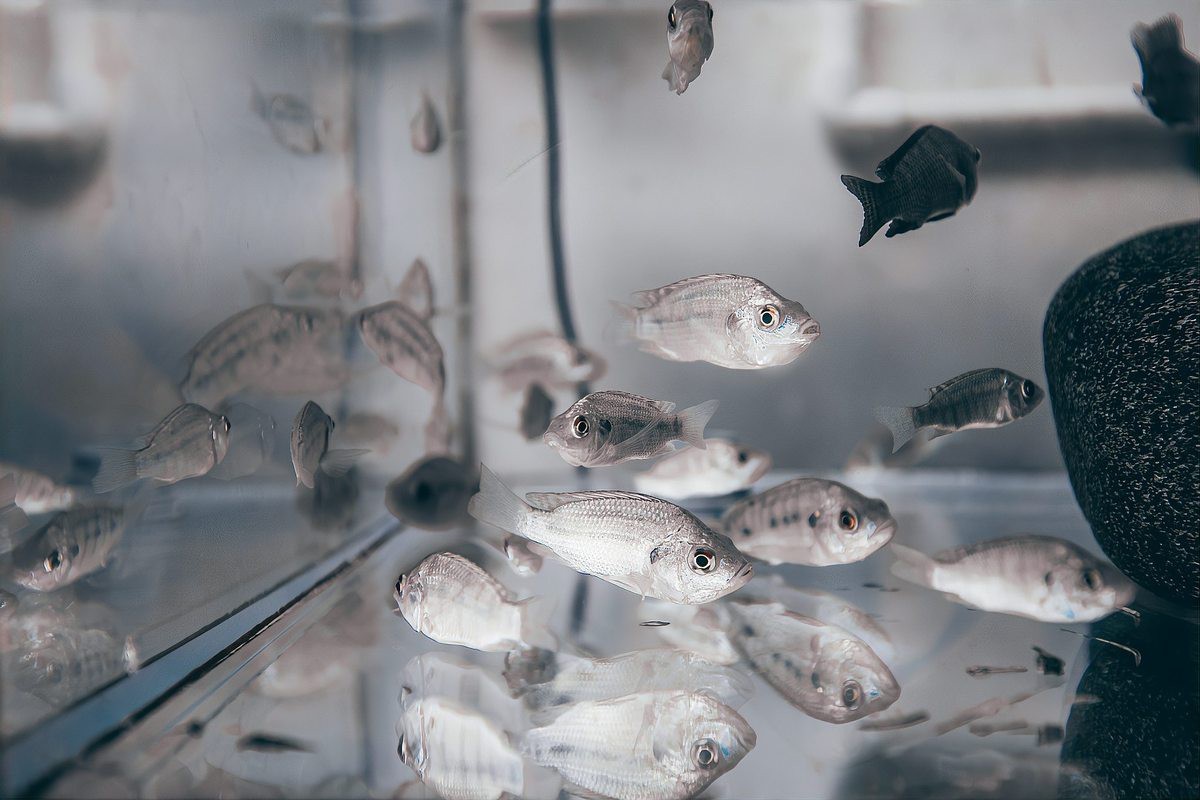 燈魚壽命一覽表 燈魚壽命一覽表 龍魚論壇 第4張