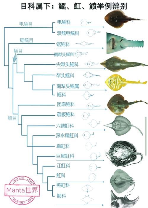 蝠鲼種類圖片大全