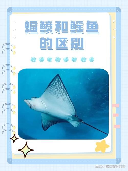蝠鲼種類圖片大全