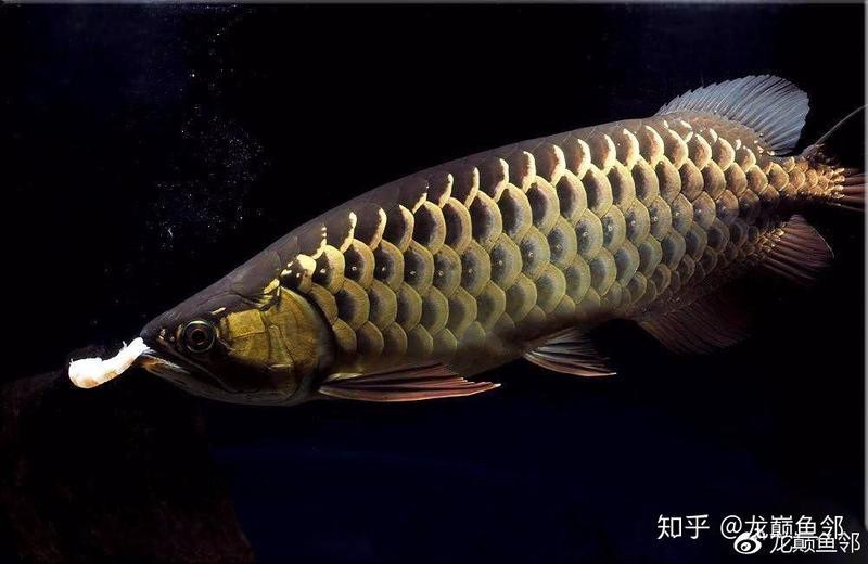 金頭過背金龍魚購買