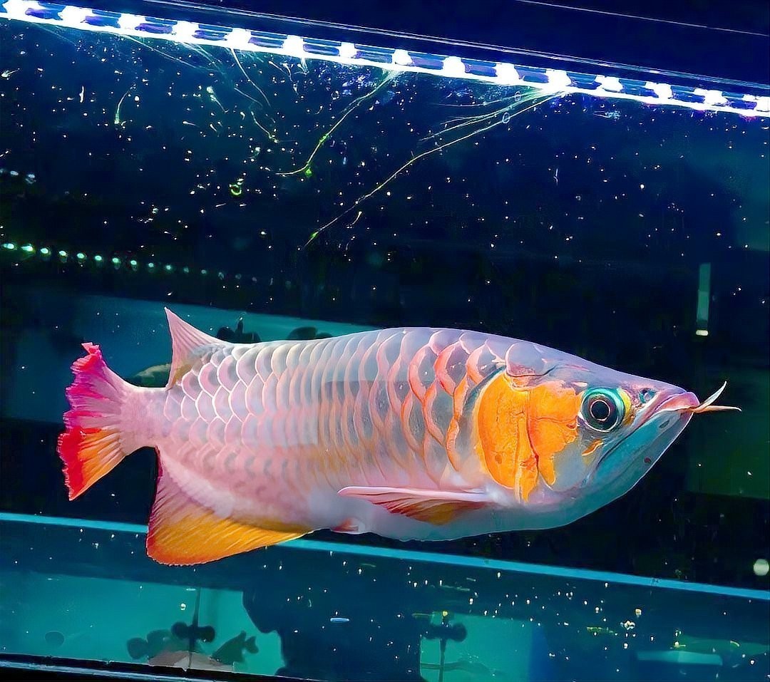我想看紅龍魚