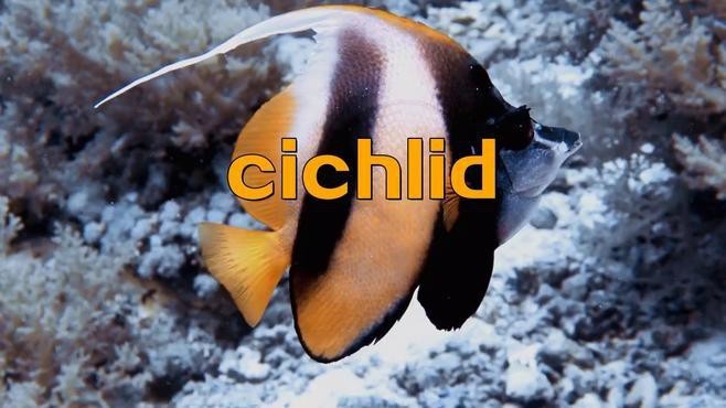 孔雀龍魚種類及圖片欣賞大全集