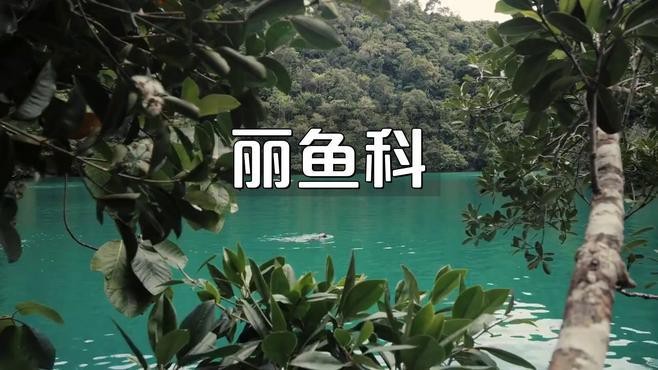 孔雀龍魚種類及圖片欣賞大全集
