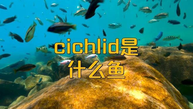 孔雀龍魚種類及圖片欣賞大全集
