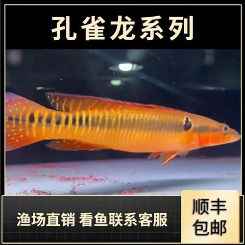 孔雀龍魚種類及圖片欣賞大全集