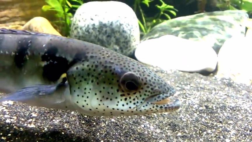 孔雀龍魚種類及圖片欣賞大全集