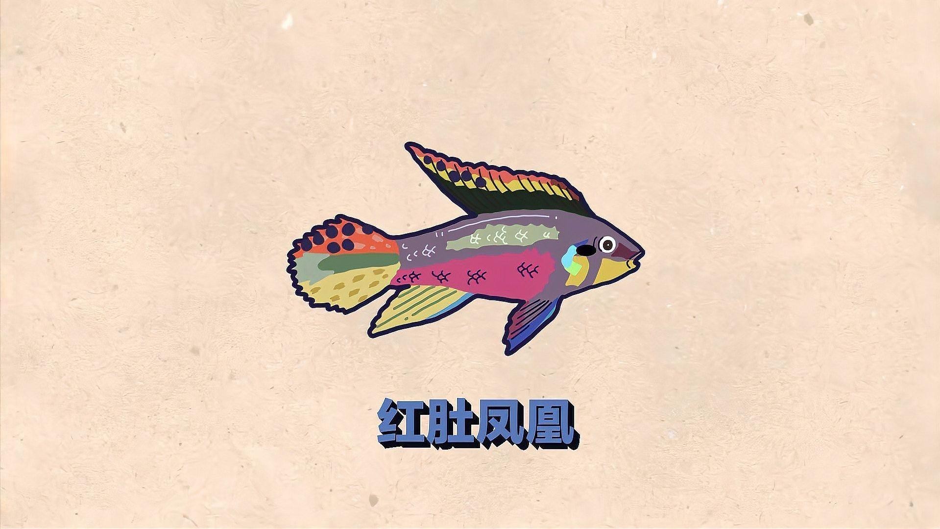 孔雀龍魚種類及圖片欣賞大全集