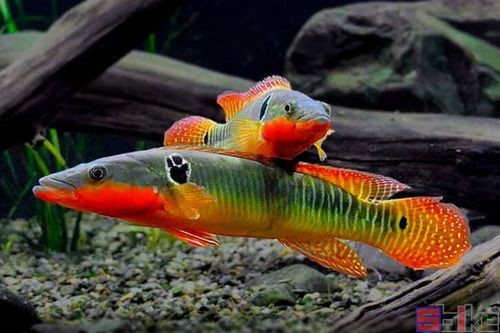 孔雀龍魚種類及圖片欣賞大全集