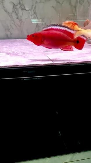 孔雀龍魚種類及圖片欣賞大全集