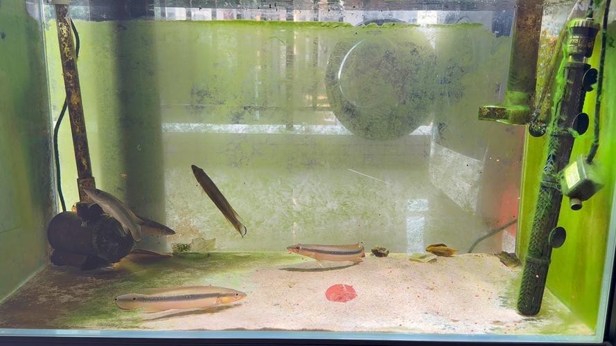 龍魚爛身病有哪些治療方法，如何治療龍魚爛身病 龍魚爛身病有哪些治療方法，如何治療龍魚爛身病 龍魚百科 第2張