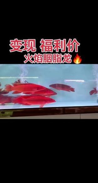 孔雀龍魚種類及圖片欣賞大全集