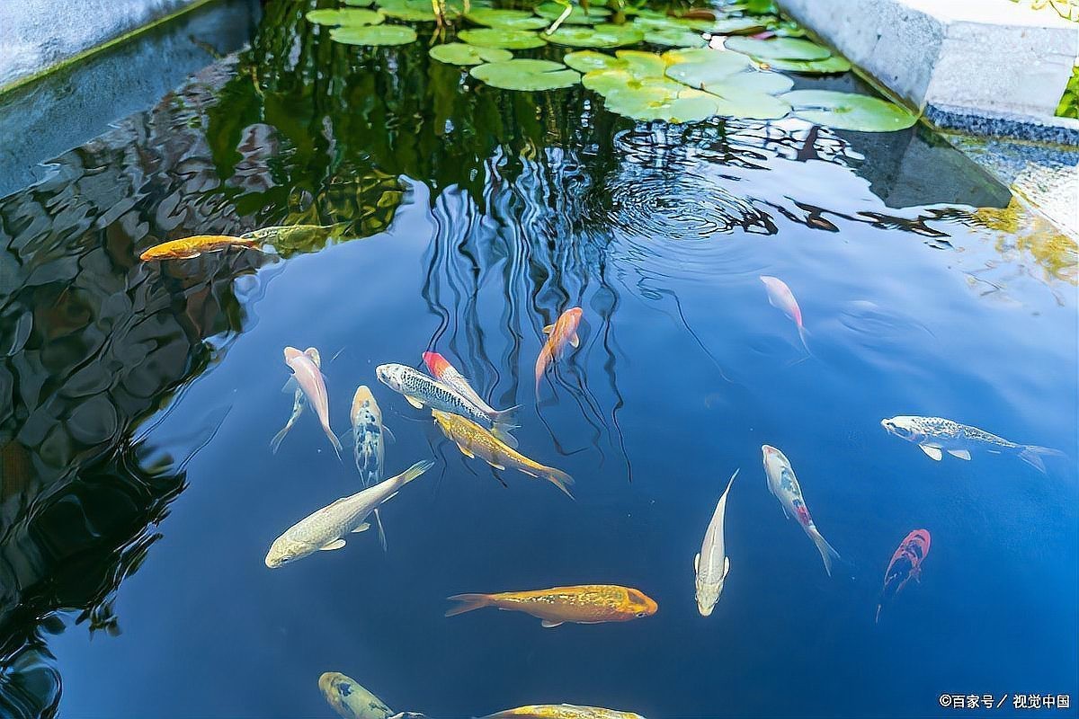 孔雀龍魚種類及圖片欣賞大全集