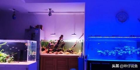 魚缸材質(zhì)的科學(xué)解析魚缸材質(zhì)的選擇對于養(yǎng)魚愛好者來說至關(guān)重要：如何選擇一個合適的魚缸？