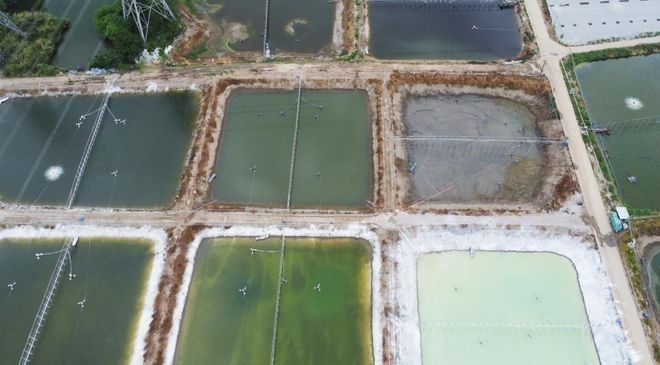 萬吉龍魚飼料效果如何？ 萬吉龍魚飼料效果如何？ 2025長城杯龍魚大賽 第4張