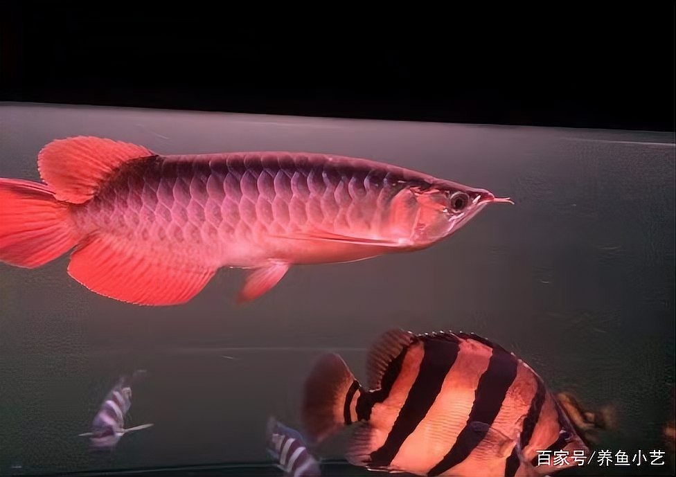 龍魚上浮食物是什么原因 龍魚上浮食物是什么原因 龍魚百科 第4張