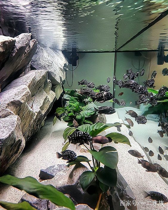 魚缸有必要放水草嗎