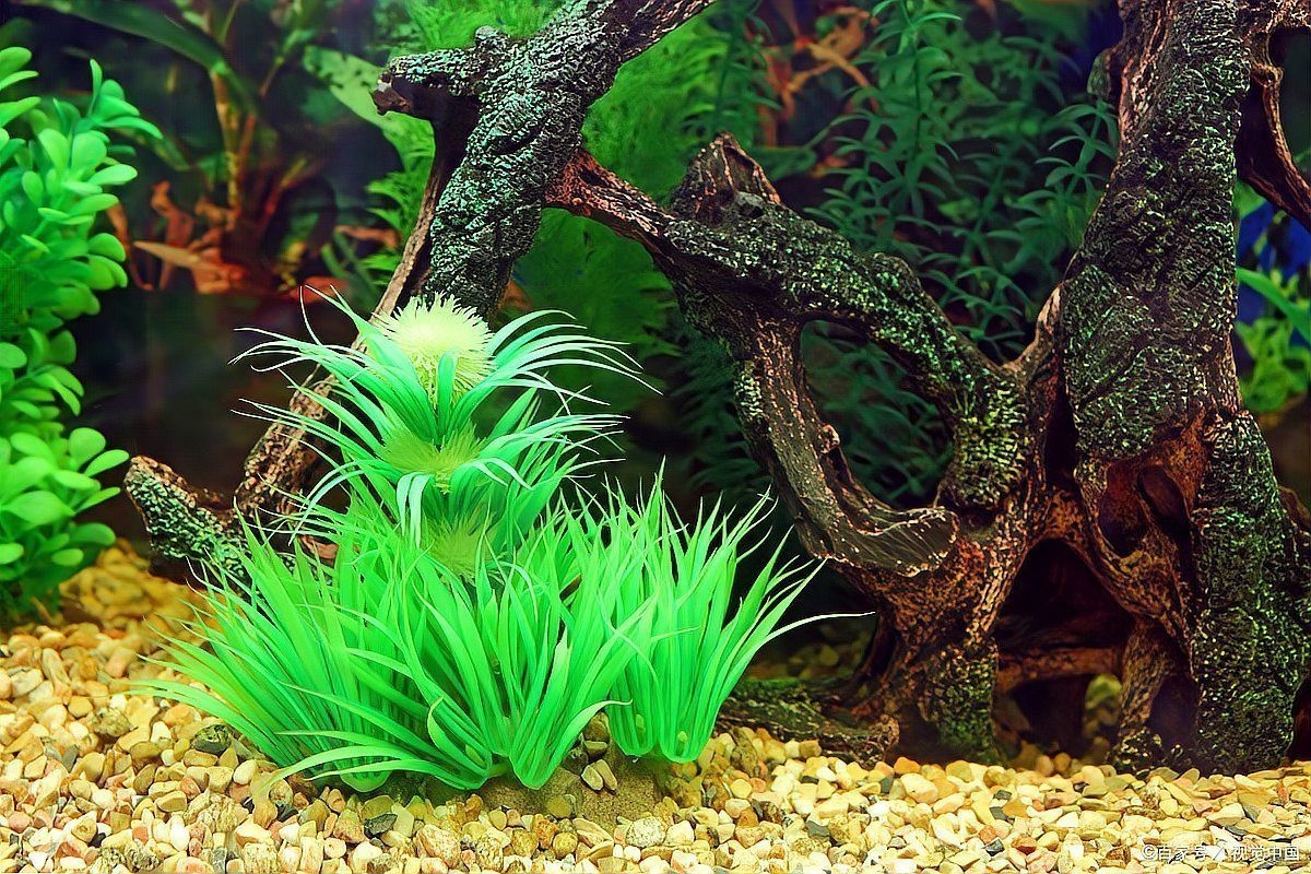 魚缸有必要放水草嗎