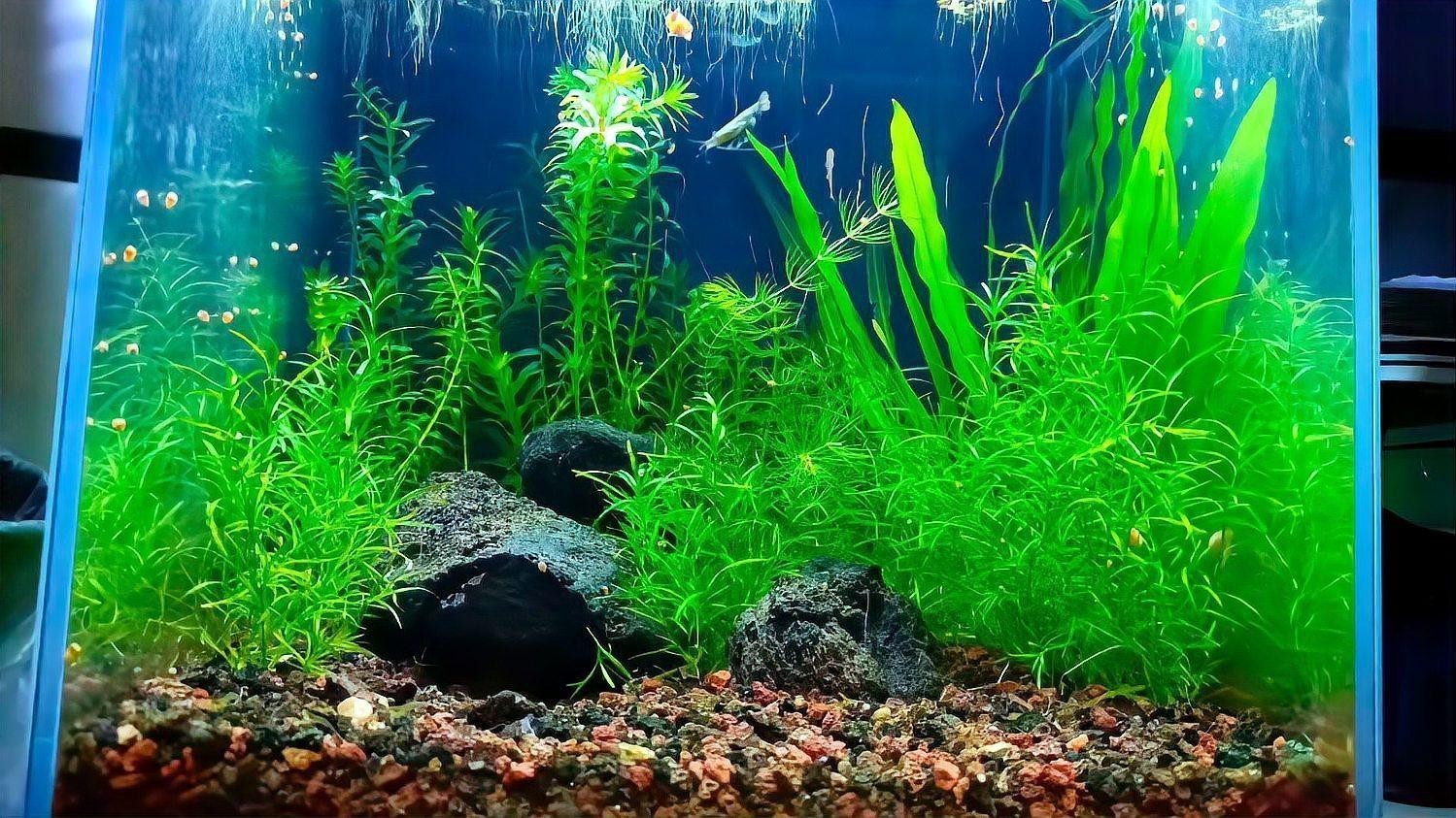 魚缸有必要放水草嗎