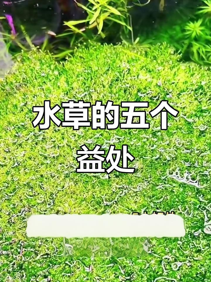 魚缸有必要放水草嗎