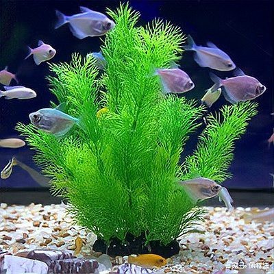 魚缸有必要放水草嗎
