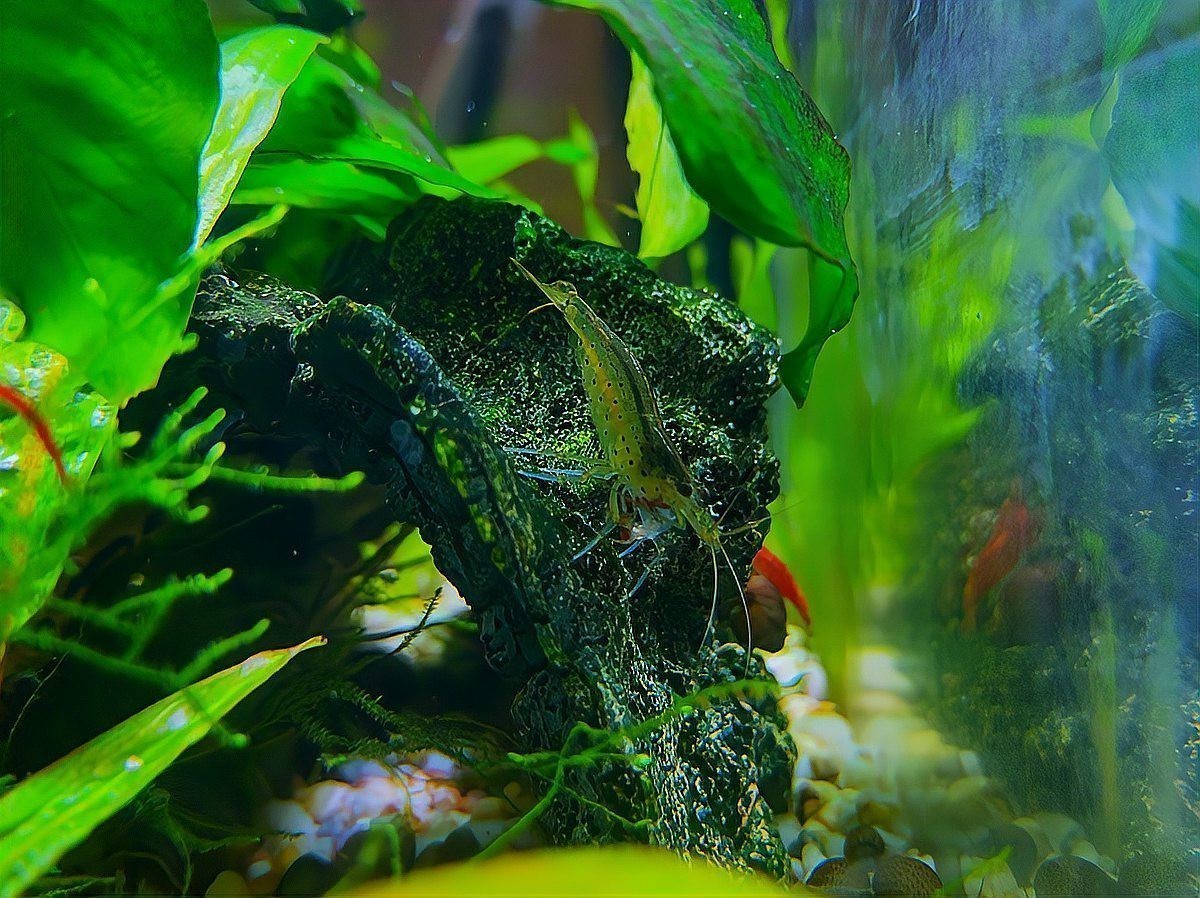 魚缸有必要放水草嗎