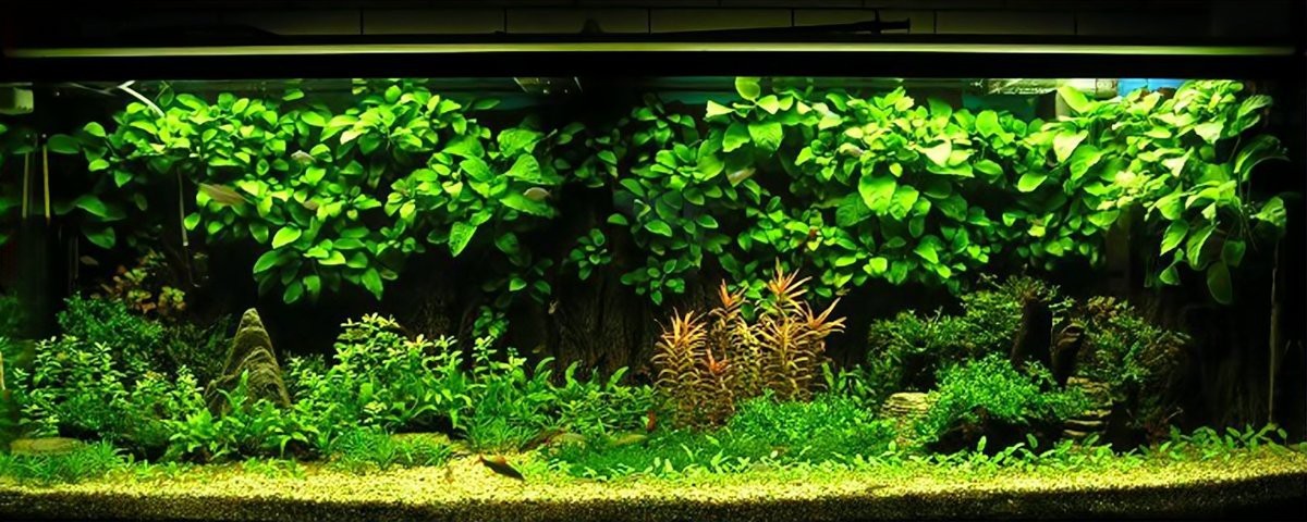 汕頭觀賞魚的種類，汕頭觀賞魚品種