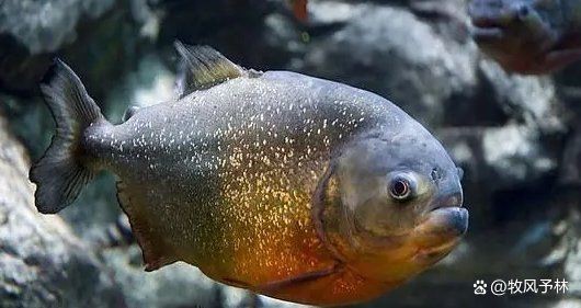 紅老虎魚混養(yǎng)最忌三種東西 紅老虎魚混養(yǎng)最忌三種東西 龍魚論壇 第5張
