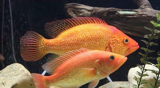 紅老虎魚混養(yǎng)最忌三種東西 紅老虎魚混養(yǎng)最忌三種東西 龍魚論壇 第7張