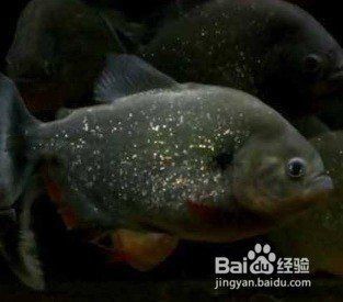 紅老虎魚混養(yǎng)最忌三種東西 紅老虎魚混養(yǎng)最忌三種東西 龍魚論壇 第9張