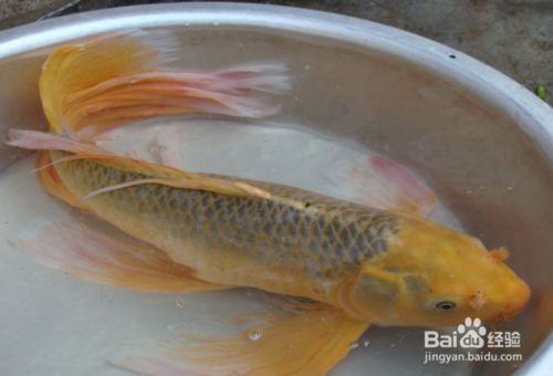 龍鳳鯉魚水溫監控方法：龍鳳鯉魚最佳生長水溫