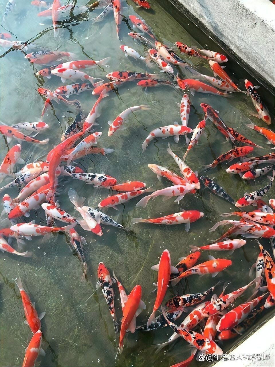 德系錦鯉好養(yǎng)嗎