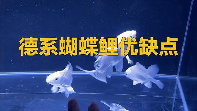德系錦鯉好養嗎