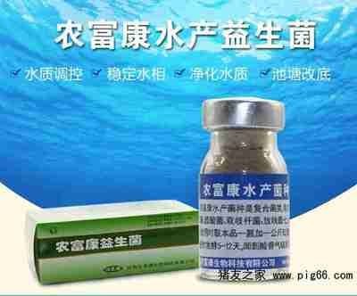 龍魚用什么維生素好養殖：如何給龍魚補充維生素