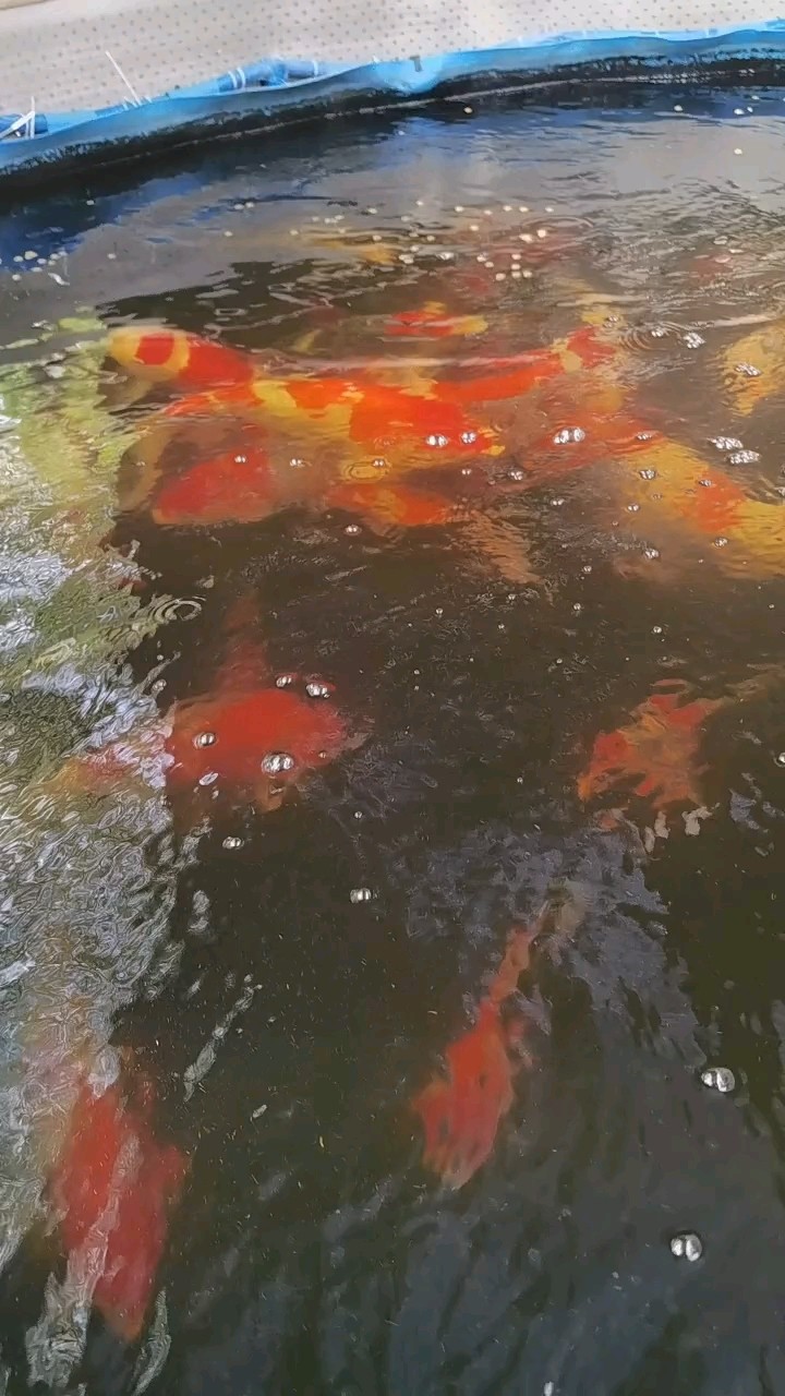 轉運錦鯉 鑒賞