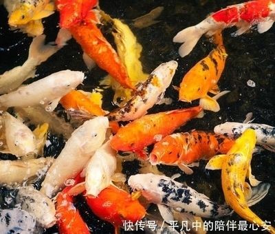 觀賞魚進出口批發：廣州觀賞魚進出口貿易公司