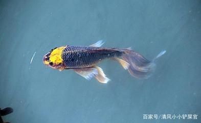 觀賞魚進出口批發：廣州觀賞魚進出口貿易公司