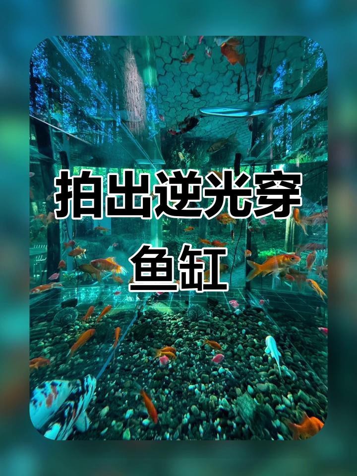 如何在拍攝中避免鳳凰紅龍魚的反光？