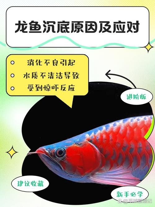 火龍魚可以和熱帶魚混養嗎圖片大全視頻 龍魚百科 第38張 火龍魚可以和熱帶魚混養嗎圖片大全視頻 火龍魚可以和熱帶魚混養嗎圖片大全視頻 龍魚百科 第38張