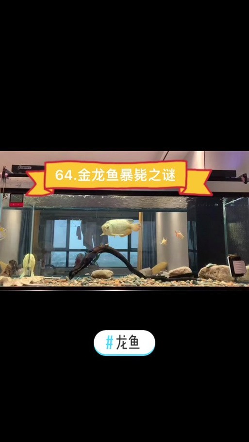 火龍魚可以和熱帶魚混養嗎圖片大全視頻 龍魚百科 第36張 火龍魚可以和熱帶魚混養嗎圖片大全視頻 火龍魚可以和熱帶魚混養嗎圖片大全視頻 龍魚百科 第36張